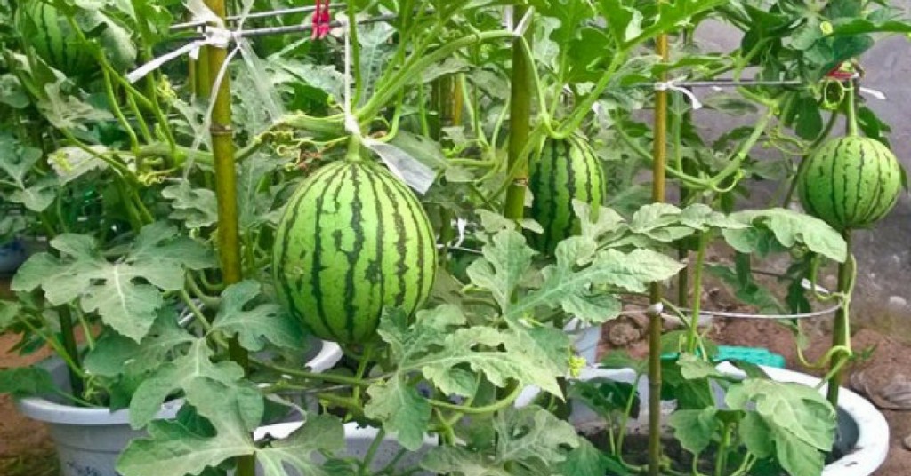 How to grow water melon in a pot