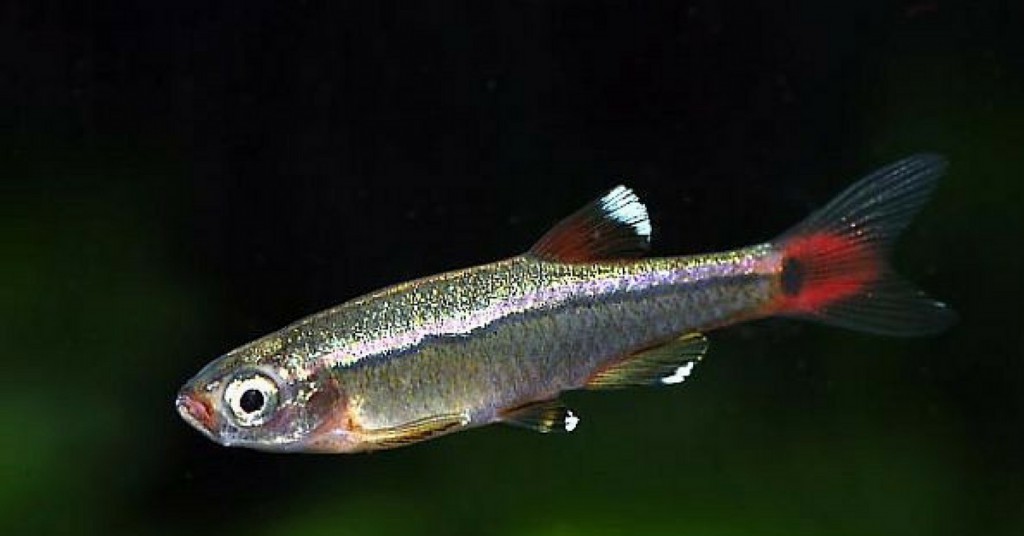 Bloodfin Tetras - Aquarium Fish