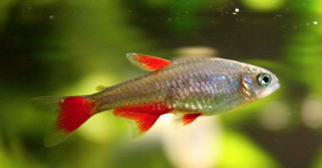 White Cloud Minnow - Aquarium Fish