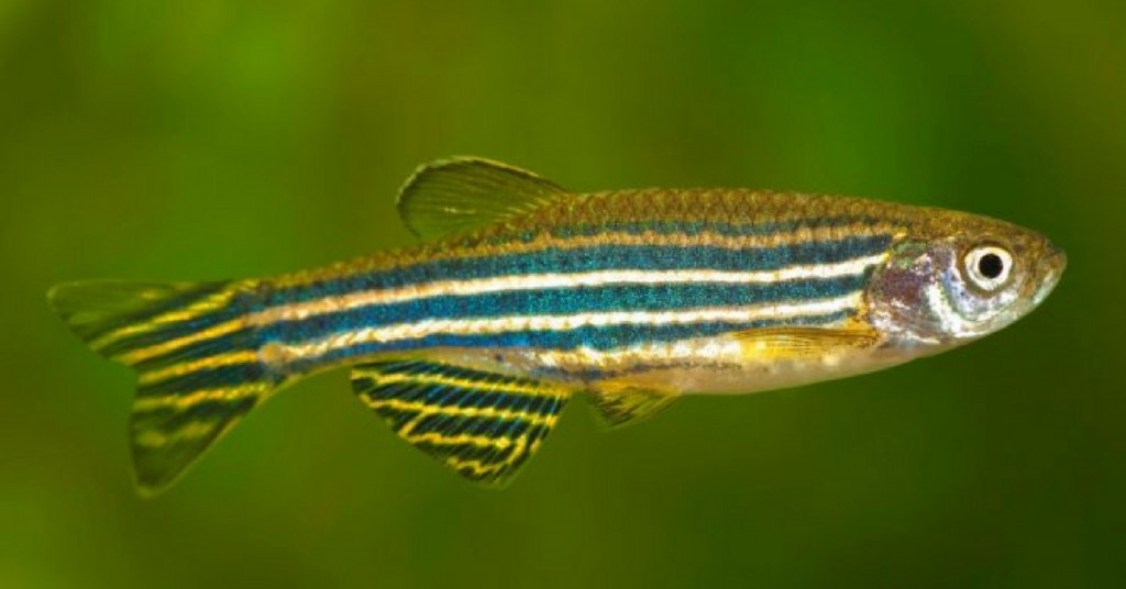 Danios - Aquarium Fish