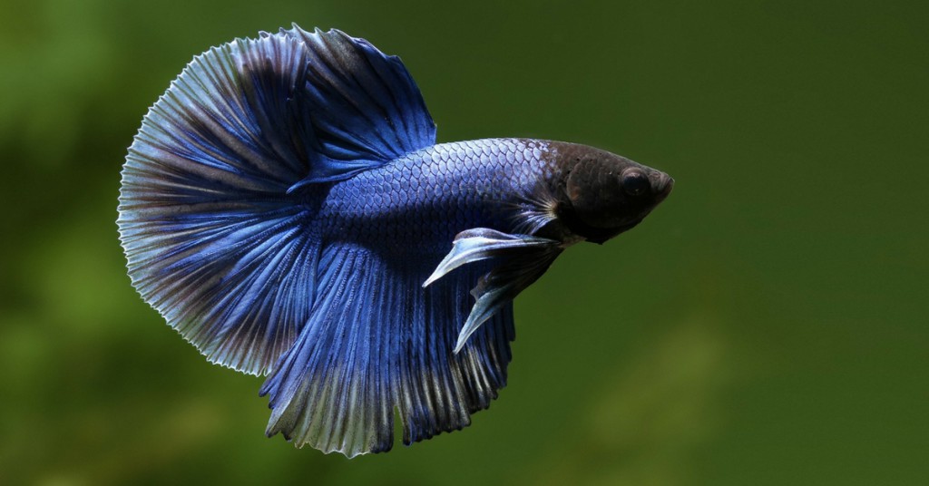 Fighter fish - aquarium fish
