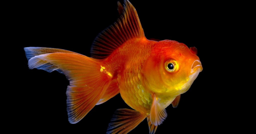 Gold fish - aquarium fish