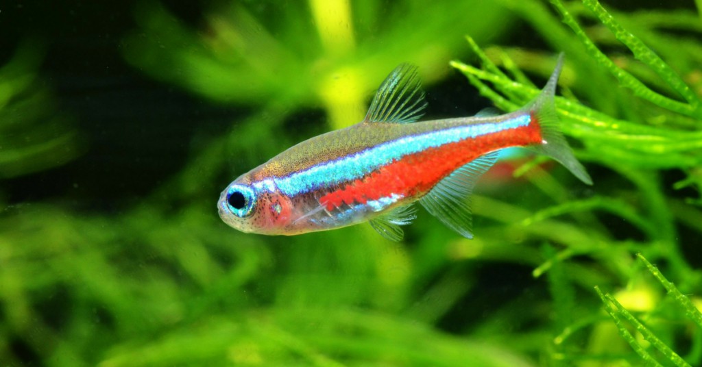 Neon Tetra - Aquarium fish