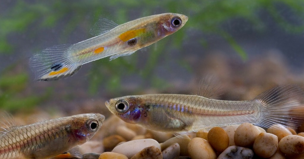 guppies - aquarium fish