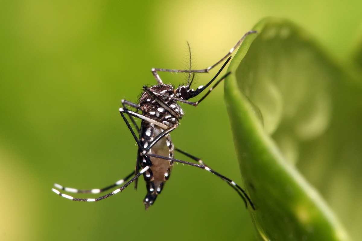 Aedes-dengue