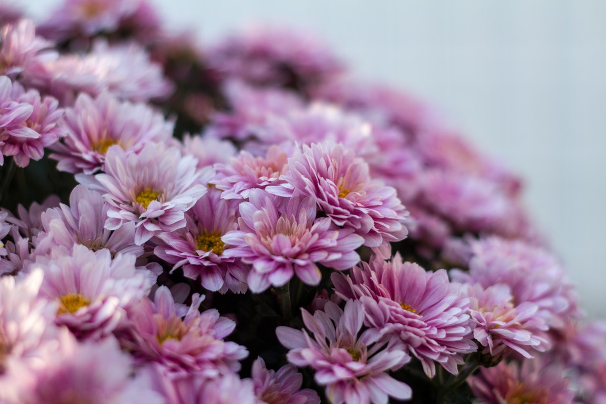 chrysanthemum-flowers