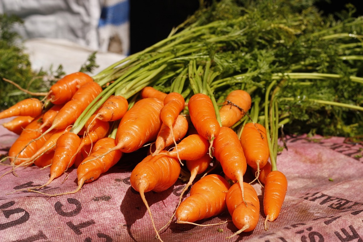 gardening-carrot