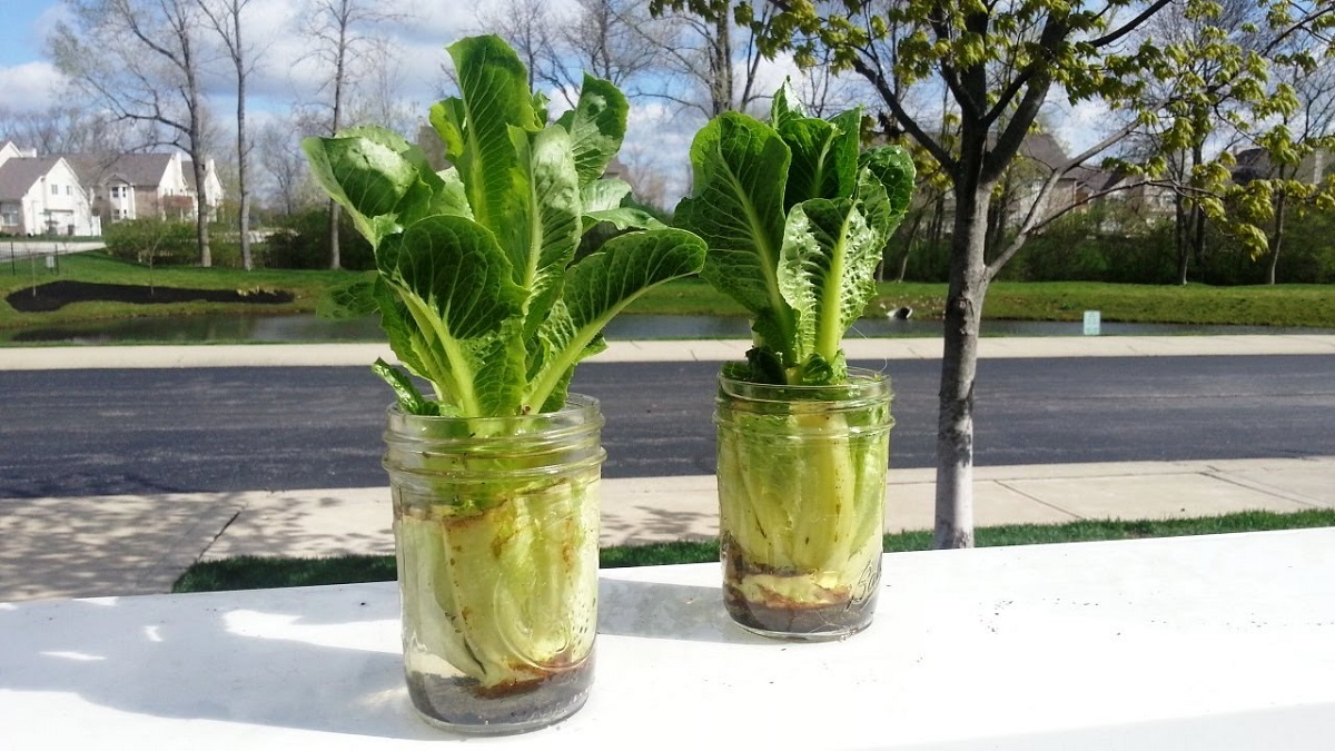 gardening-lettuce