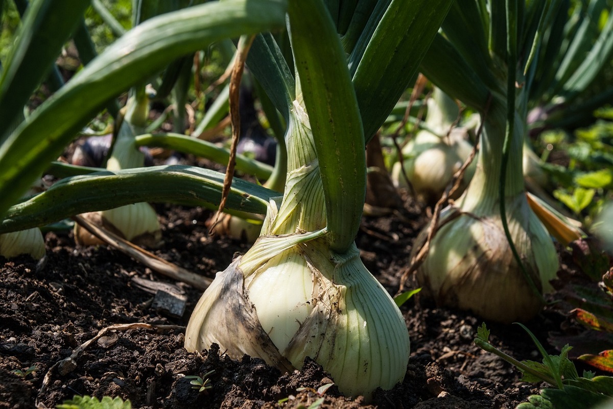 gardening-onion