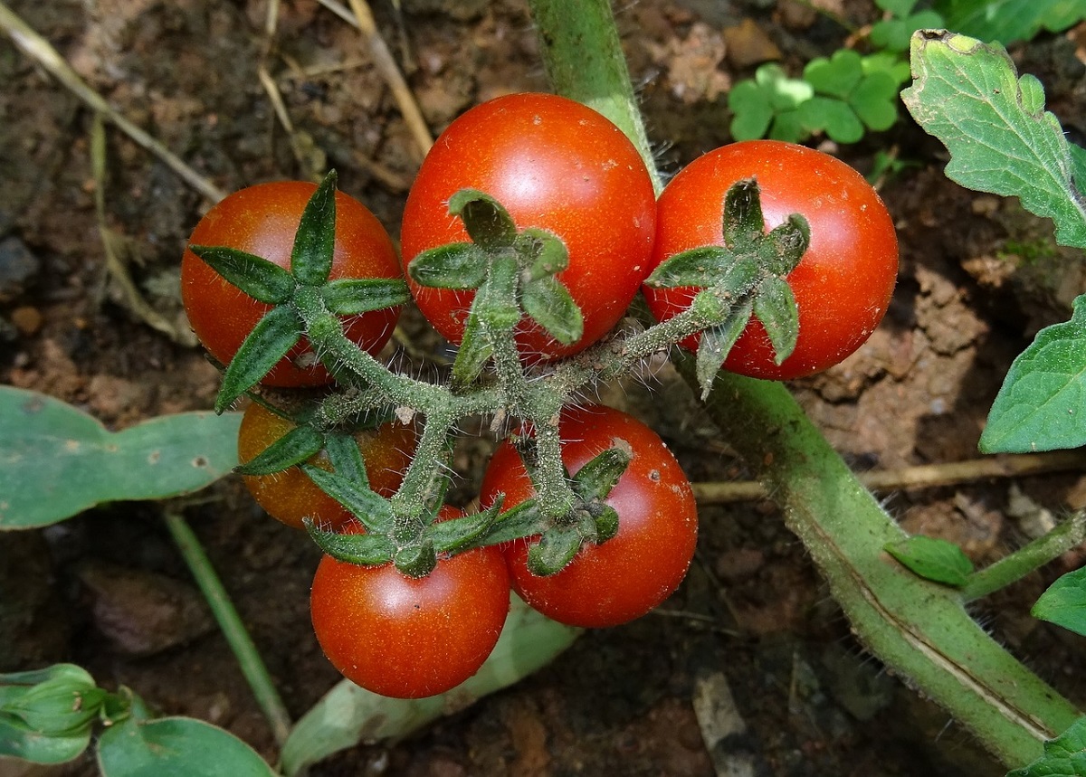 gardening-tomato
