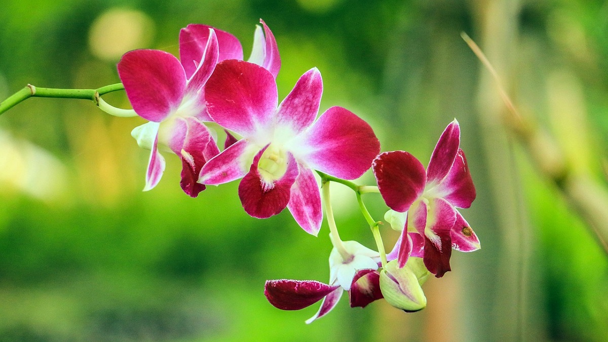 orchid-flowers