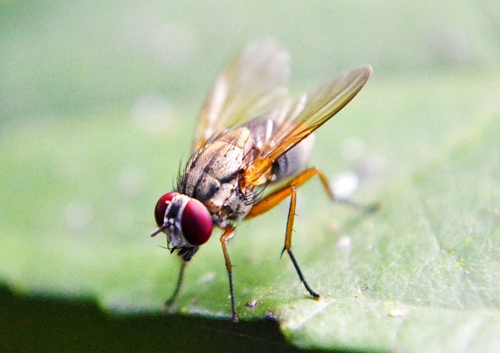 types of house flies