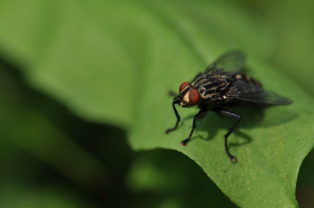 types of house fly